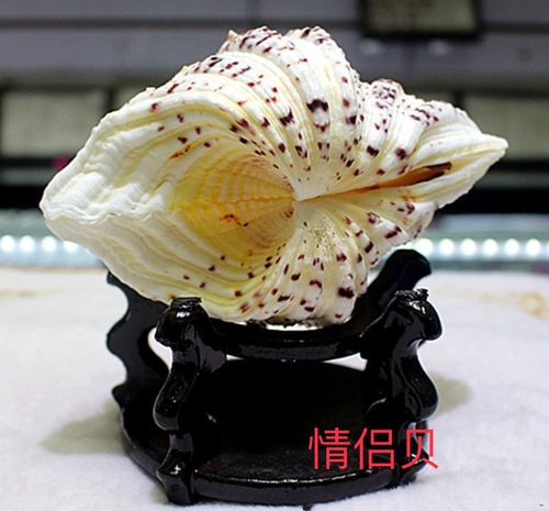 海南贝壳工艺品 海洋馈赠的艺术瑰宝